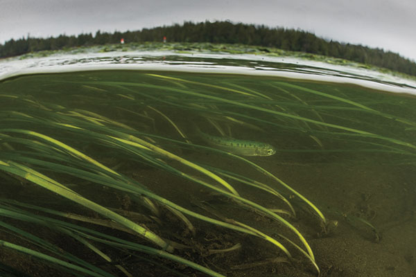 Occupying the Skeena