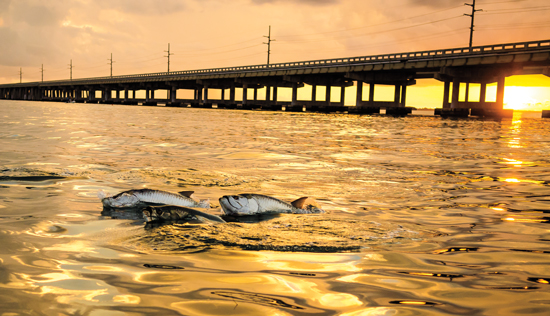 When the Worms Turn: Fishing with Florida's Tarpon Caviar