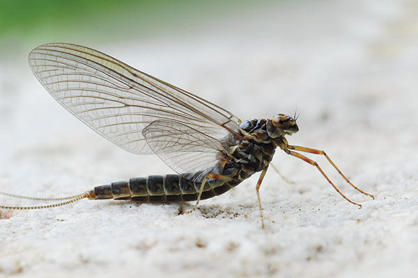 Fly Fishing a Gray Drake Hatch