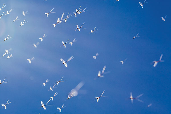 Fly Fishing Gray Drakes