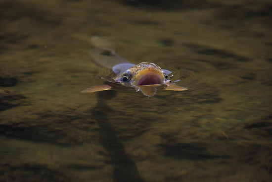 http://www.flyfisherman.com/files/2013/05/Fish-Open-Mouth.jpg