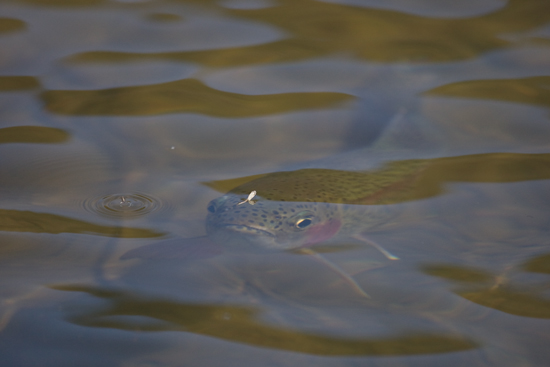 http://www.flyfisherman.com/files/2013/05/Fish-Waiting.jpg