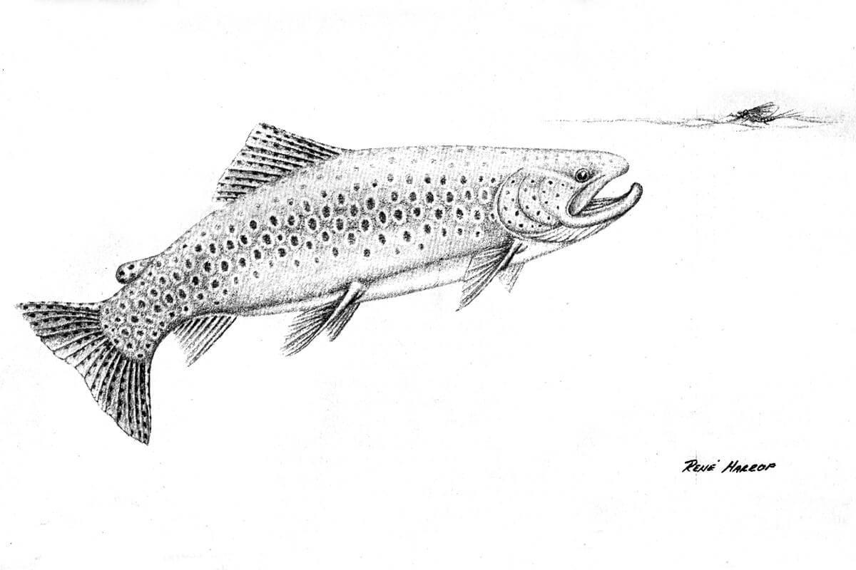Fly Fisherman Throwback: Rene Harrop's "Emergers: The Other Stage"