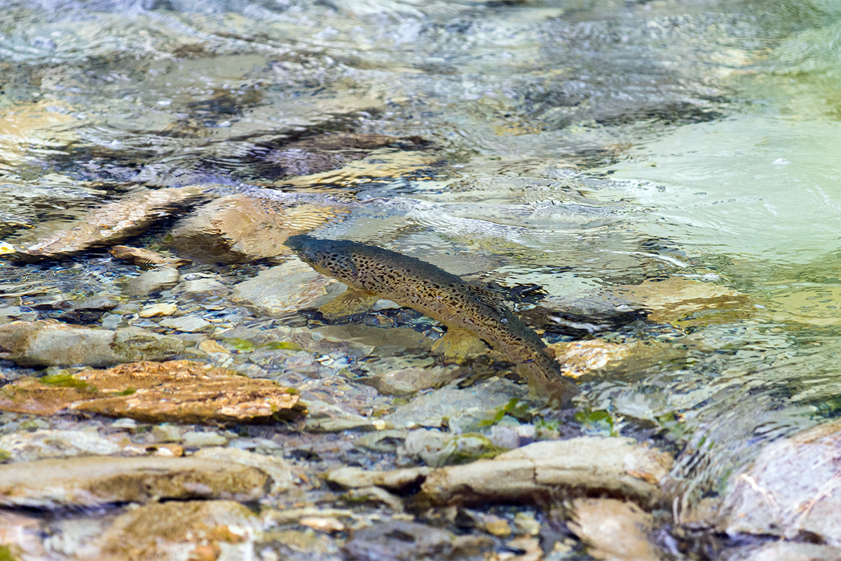 How to See Trout