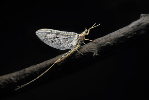 Fly Fishing Brown Drake Hatches