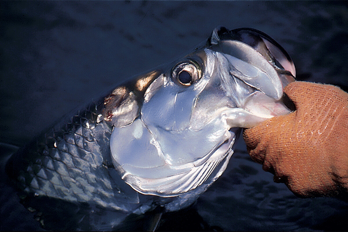 Lefty's 15 Best Saltwater Fly-Fishing Destination Tips