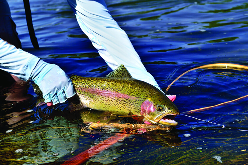 Montana’s Bighorn River