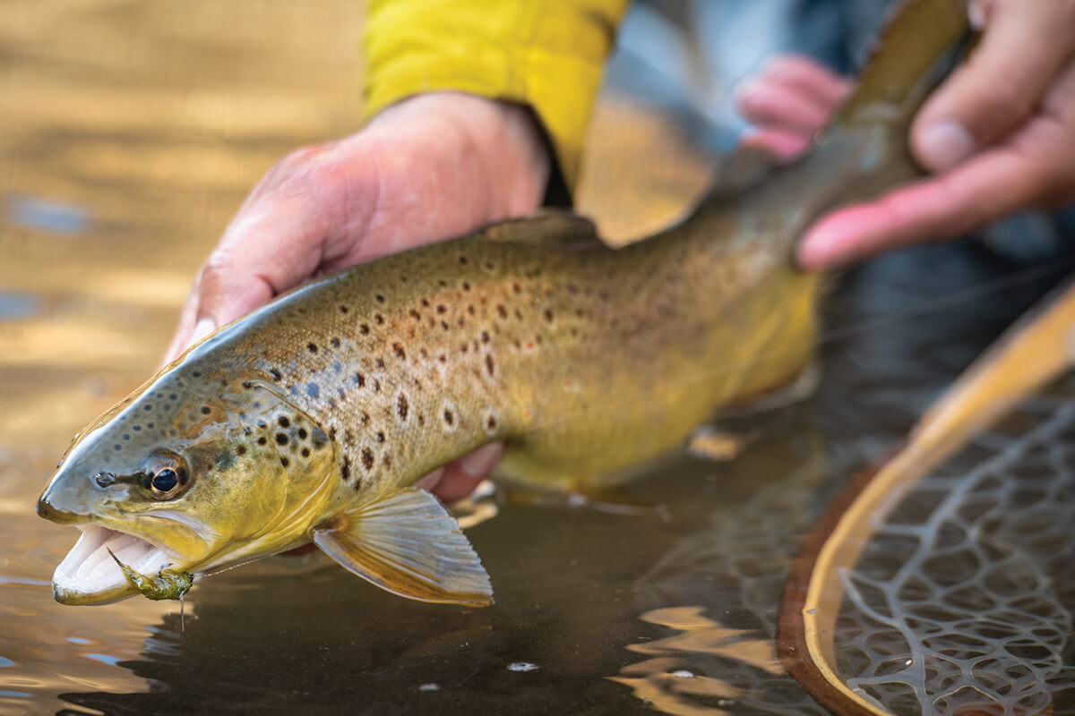 Changing the Nymph Game with Realistic Action
