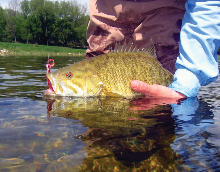 A smallmouth bass held half in the water with a red fly in its mouth.