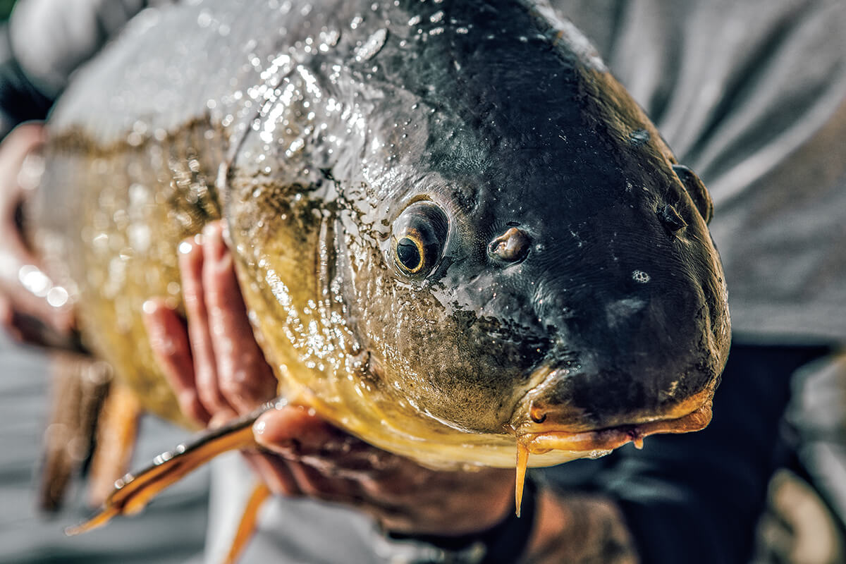 Fly Fishing for the Once-Lowly Carp