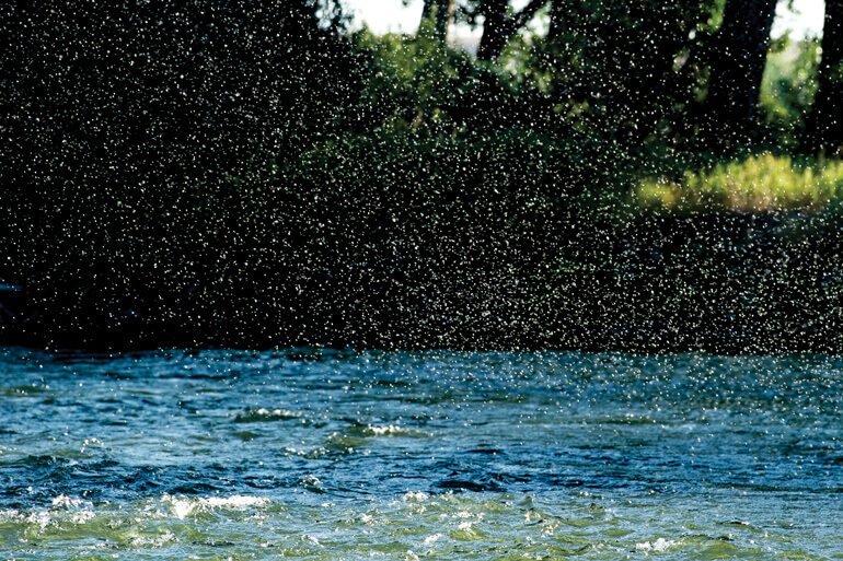 //content.osgnetworks.tv/flyfisherman/content/photos/TRICOS-25.jpg