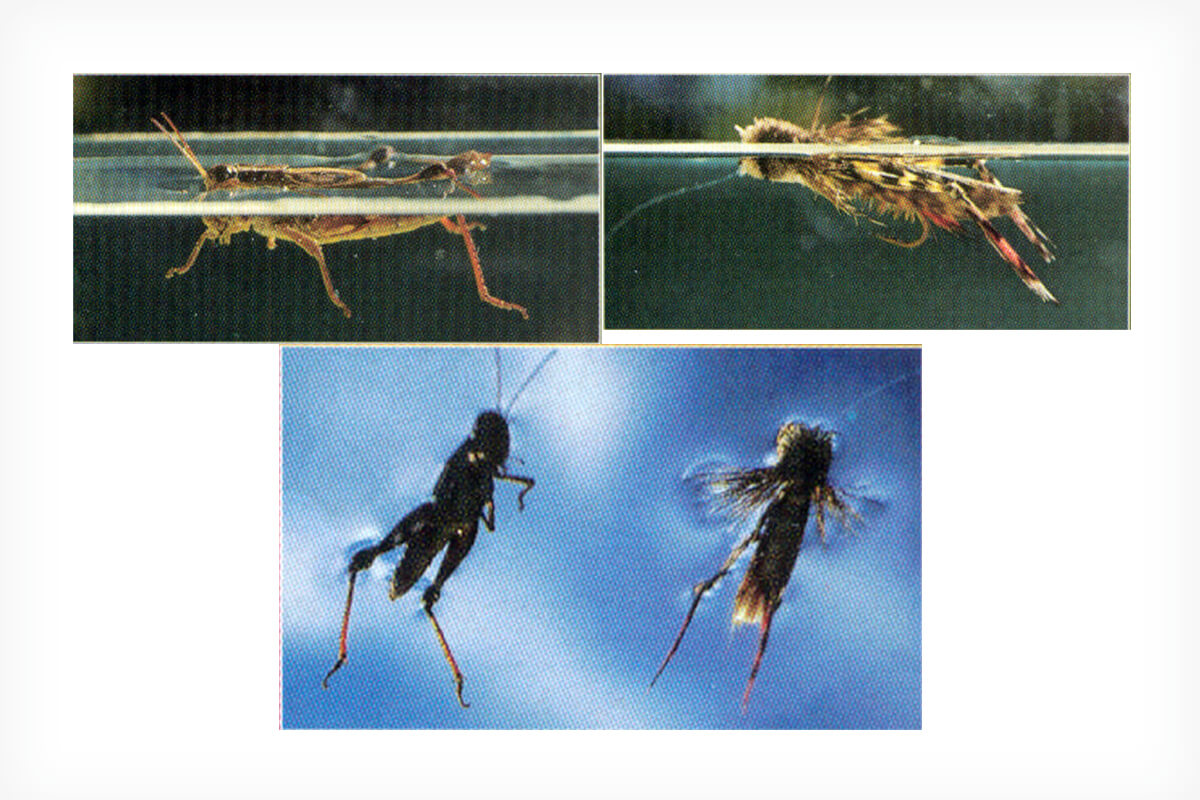 Dave Whitlock's Hopper Time