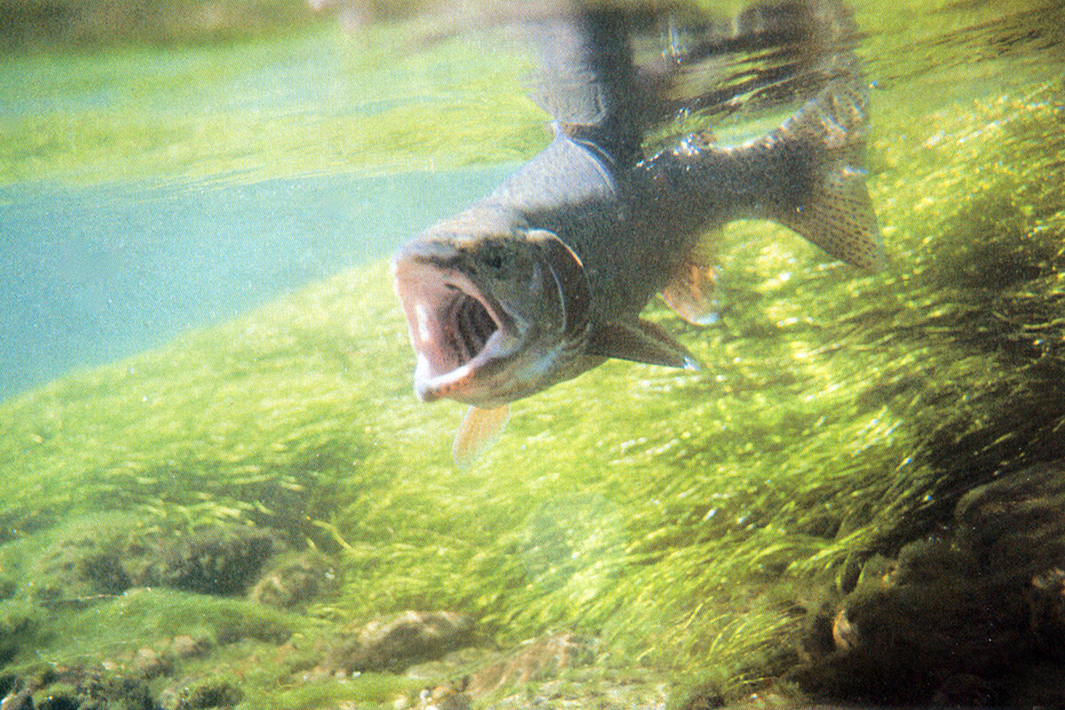 Dave Whitlock's Midging Part 1