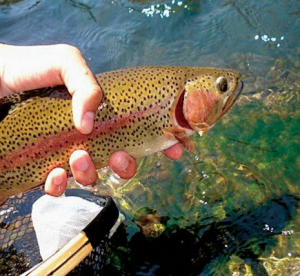 Fly Fishing in California